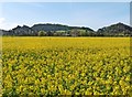 Field of Rape, near Dunster in TA24 6NH