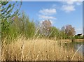 Reedbed on the edge of Caldecotte Lake in MK7 8LU