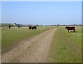 Path across cattle pasture, north of Castle Farm in TN36 4LU