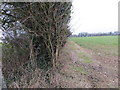 Hedge line view from Barford Down Triangulation Pillar in SP5 3QH