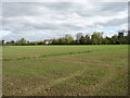 Field by the River Thames in GL7 6EW