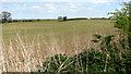 Crop fields south of Claxton in NR14 7AS