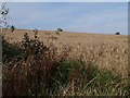 Harvesting near Middlecot in Sheepwash