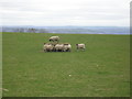 Sheep at play near West Carlton in LS20 9PE