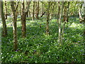 Surrey woodland with bluebells in RH12 3AT