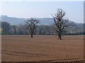 Two oak trees in an arable landscape in Burton and Dalby