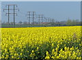 Power lines and oil seed rape in DN21 3NU