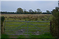 Sedgemoor : Grassy Field & Gate in BS26 2BA
