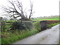 Windblown tree near Waen Fawr farm in LL16 5BL
