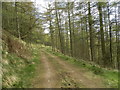 Forest track on western edge of Northballo Hill in PH13 9LD