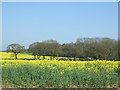 Oilseed rape crop towards Foreign Park in B95 6BW