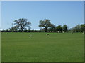 Grazing near Bishops Farm in B95 5NU