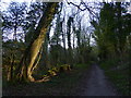 Bridleway in Watergate Hanger in Stoughton