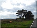 Trees by A352, Worgret Hill in BH20 6AB