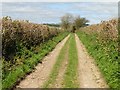 Track to Furley Cross in EX13 7AB