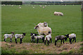 Sedgemoor : Grassy Field & Sheep in BS26 2JE