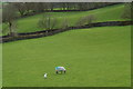 Ewe and lamb in fields near Middlerigg Tarn in LA23 1LY