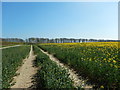 Rapeseed Field near Lee Farm in BN13 3XJ