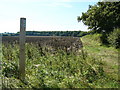 Footpath along the field edge in SG12 0NX