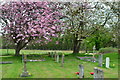 Spring blossom in the churchyard at Ropley in SO24 0BX