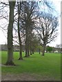 Avenue of Trees, South Inch, Perth in PH2 0DB