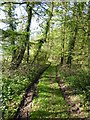 Bridleway through Trealy Wood in NP25 4JH