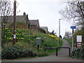 Daffs blowing in breeze,Leadgate County Durham. in DH8 7PR