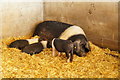 Pigs at Wheelock Hall Farm, Sandbach in CW11 4RE