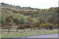 Gorse in flower on hillside next to A4048, Tredegar in NP22 4JL