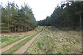 Forest track in NE19 1BT