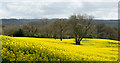 Line of trees in field of oilseed rape in NE43 7SX