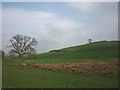 Rough pasture below Lowblease Hill in LA8 0PE