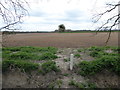 Farmland to the south of the path from the church to Station Road in NR28 9SB