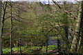 River Clywedog from Bryn-y-Cabanau Wood in LL13 0SS