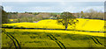 Lone tree amid sea of oilseed rape in NE43 7SX