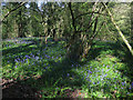 Bluebells in Swell Wood in TA3 6PZ