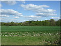 Crop field towards Harefield Wood in AL9 6JE