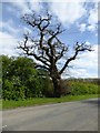 Oak tree on Green Lane in B97 5GG