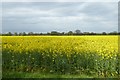 Rape field off Dauby Lane in YO41 4AP