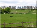Sheep pasture near Moorfield Farm in Warkton in NN16 9UP