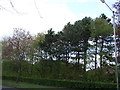 Woodland beside Black Fan Road (B195) in AL7 2HQ