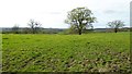Trees in a field on Cruise Hill in B97 5UA