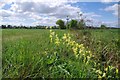 Cowslips Beside the Bridleway to Loves Green in CM1 3SN