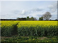 Oilseed rape at Flawford in NG24 2QU