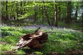 Bluebells in Ring Grove in CM1 4NR