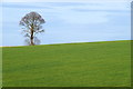 Tree and field on the Dalmeny Estate in EH4 6NT