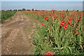 Gladioli field near Penny Hill in PE12 7QE