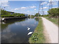 Swans on the River Lee Navigation at Brimsdown in E4 7RZ
