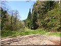 Track into Northridge Copse in EX5 5BT