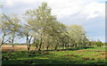 Trees along a dyke, Carlton Colville in NR33 8BP